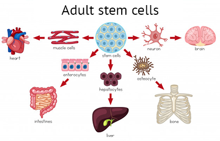 Adult Stem Cells