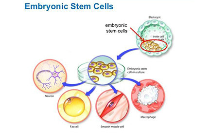 Embryonic Stem Cells