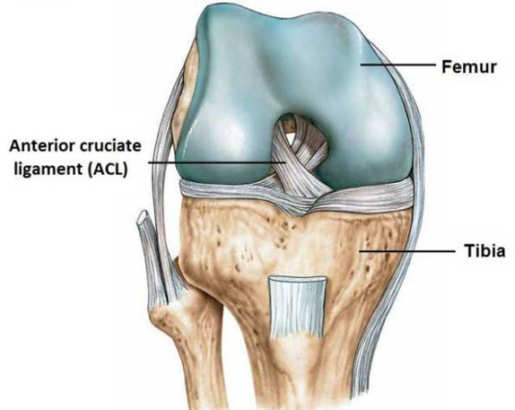 anterior cruciate ligament, cost of acl surgery in india