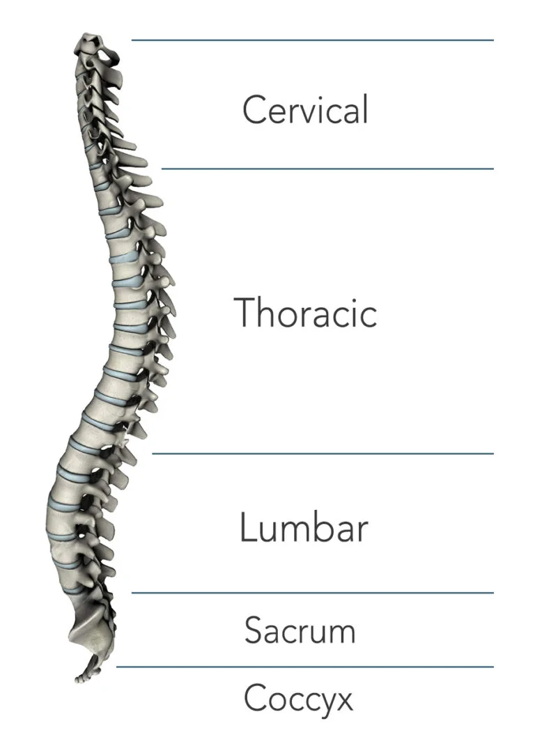 WHAT ARE THE TYPES OF SPINAL CORD INJURY (SCI) Stem Cell Therapy for Spinal Cord Injury