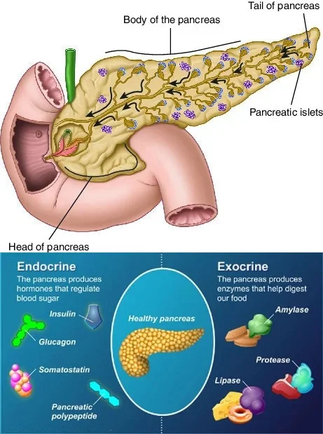 What is the pancreas, pancreatic cancer treatment in india