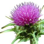 milk-thistle