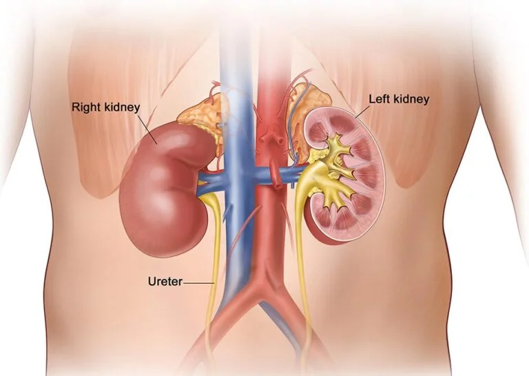 stem cell therapy for kidney disease What is the function of the kidney?